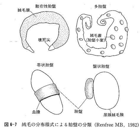 動物胎盤|胎盤動物